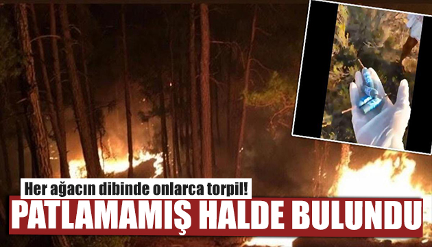 Her ağacın dibinde patlamaya hazır torpil bulundu