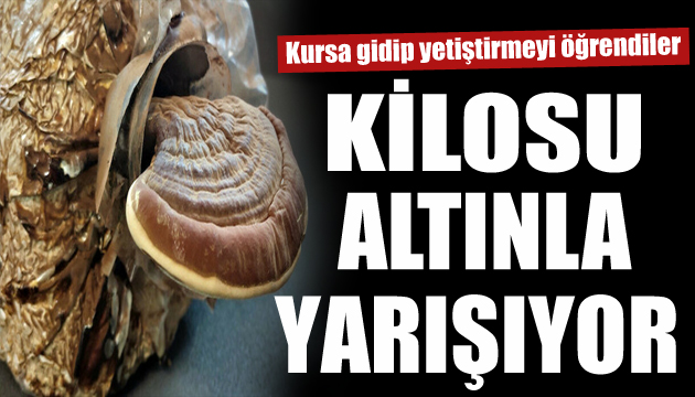 Üniversitede üretiliyor: Kilosu altınla yarışıyor