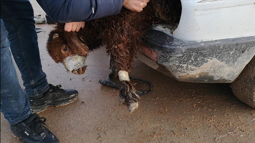 Kuzulara işkence: Motora sakladılar