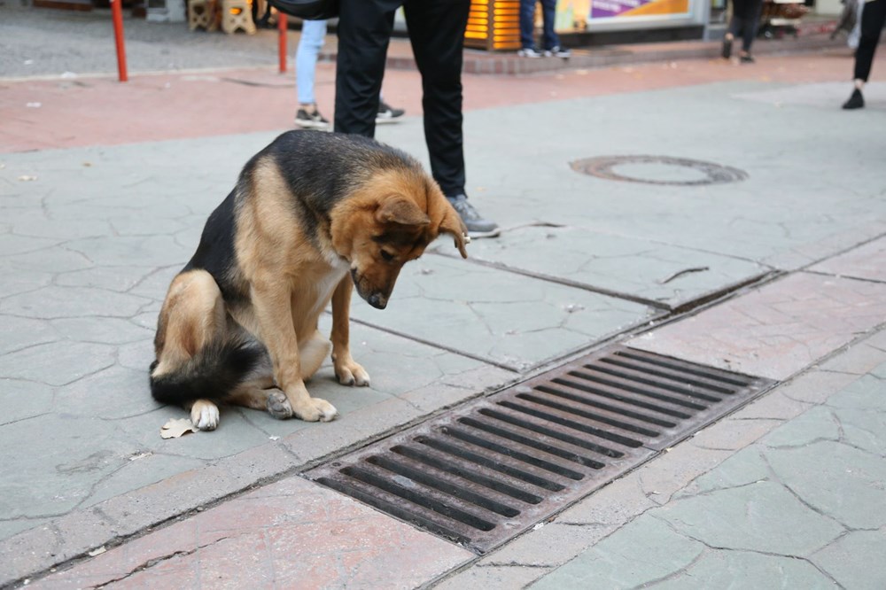 Mazgalı izleyen köpeğe ne oldu?