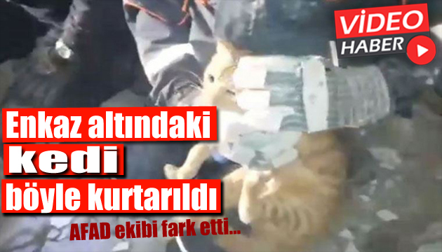 AFAD görevlisi fark etti! Enkaz altındaki kedi böyle kurtarıldı