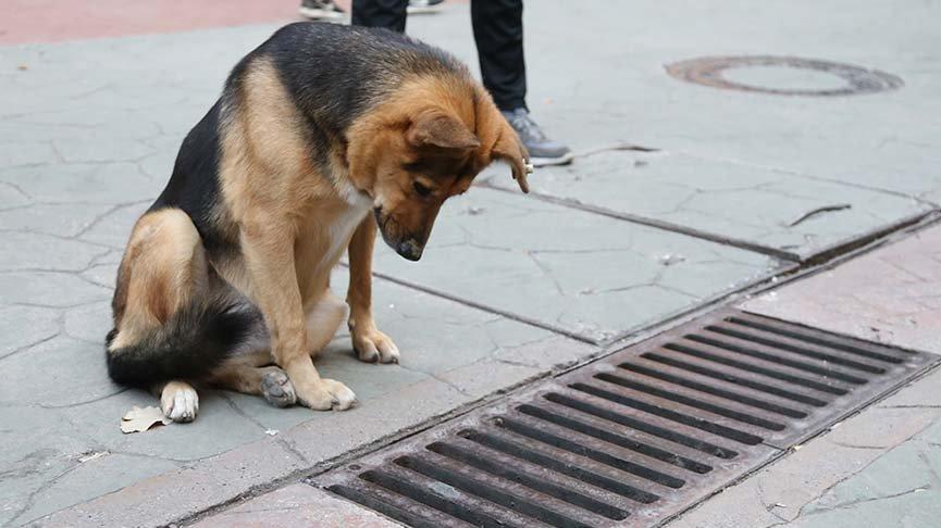 Mazgalı izleyen köpeğin sırrı ortaya çıktı