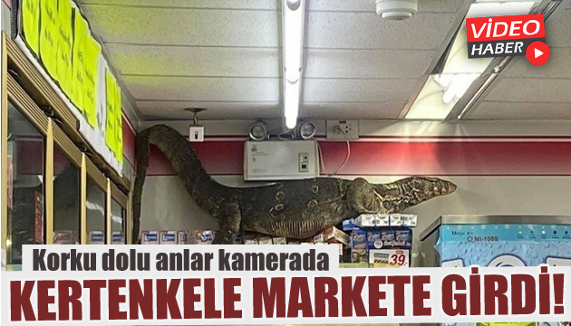 Dev kertenkele korku dolu anlar yaşattı