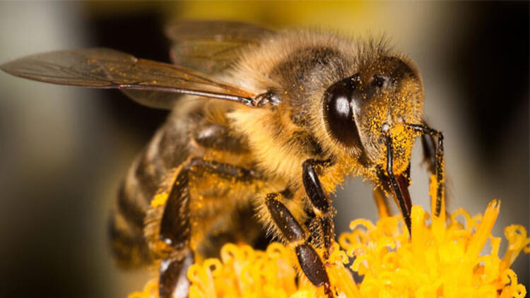 İklim riski! Arılar hızla yok oluyor