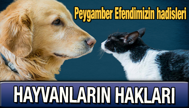 Hayvanların dünyadaki hakları