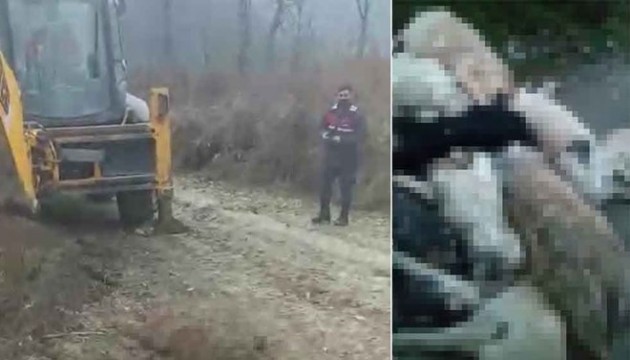 Göz göre göre vahşet! 20'den fazla köpek öldürüldü
