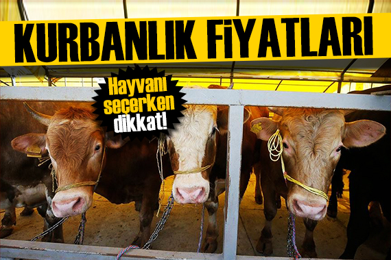Bayrama 1,5 ay kalan kurbanlık fiyatları belli oldu! Kurbanlık alırken bunlara dikkat!