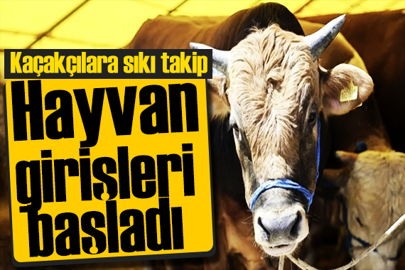 Kaçakçılara sıkı takip! İstanbul da kurbanlık hayvan girişleri başladı