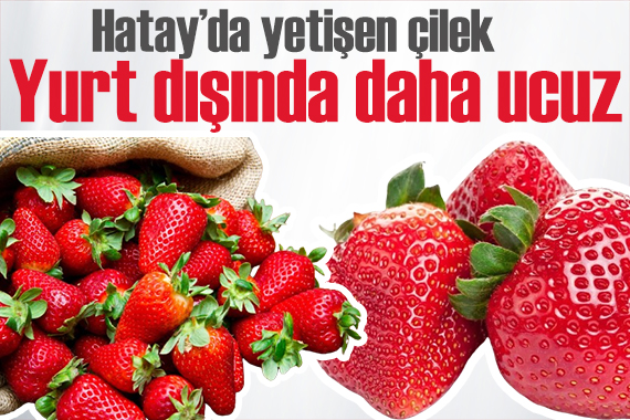 Türkiye de yetişen çilekler yurt dışında daha pahalı