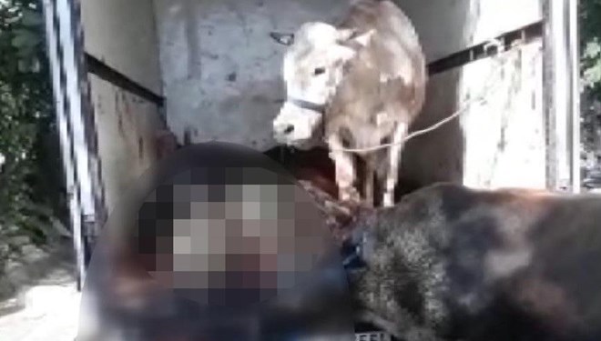Kapalı kasa kamyonette havasız kalan hayvanlar öldü