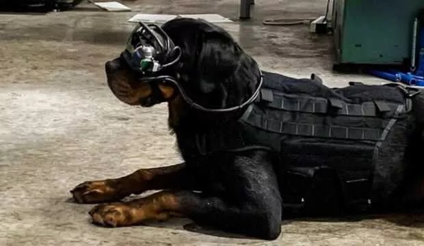 Askeri köpek için AR gözlüğü ürettiler