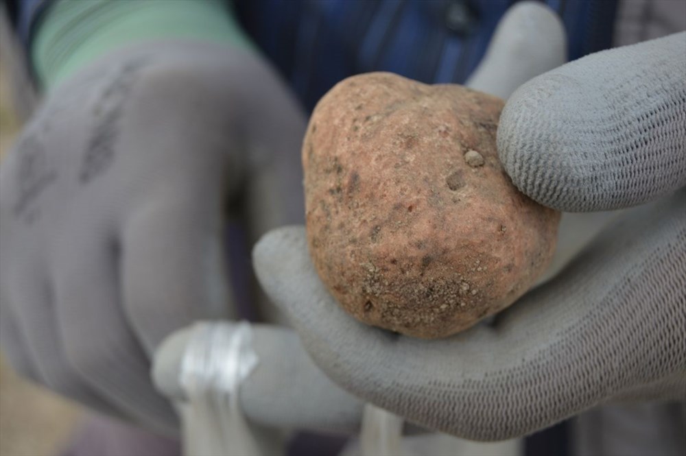 Afyon da yetişen mantarın kilosu altınla yarışıyor