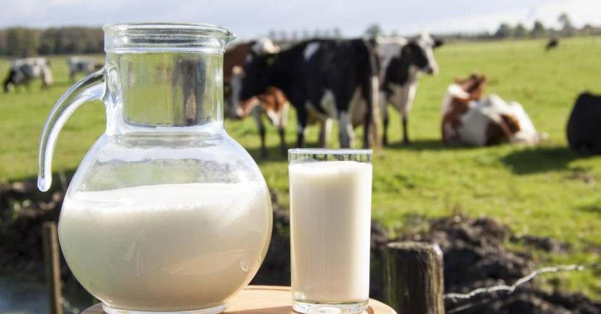 Çiğ süt tavsiye fiyatları yeniden belirlendi