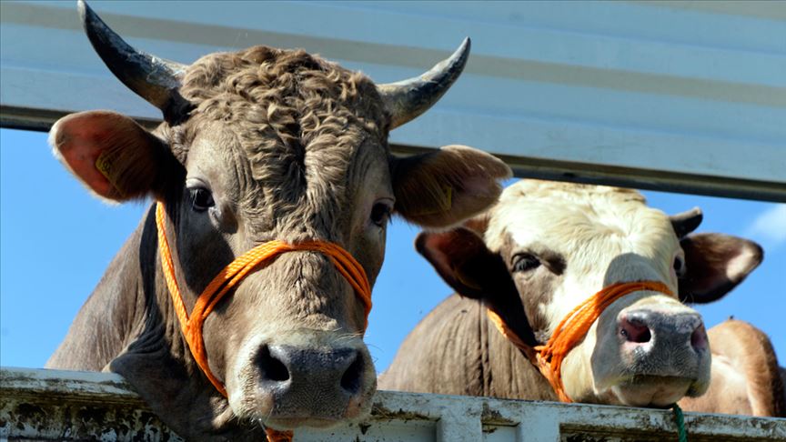 Hayvancılık desteklerinde artış