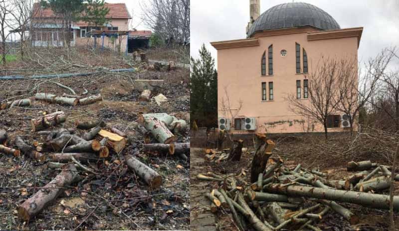 Tayini çıkan imam, cami bahçesindeki ağaçları kesti