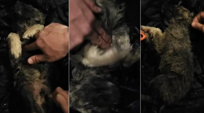 Soğuktan donan köpek kalp masajı ile hayata döndü
