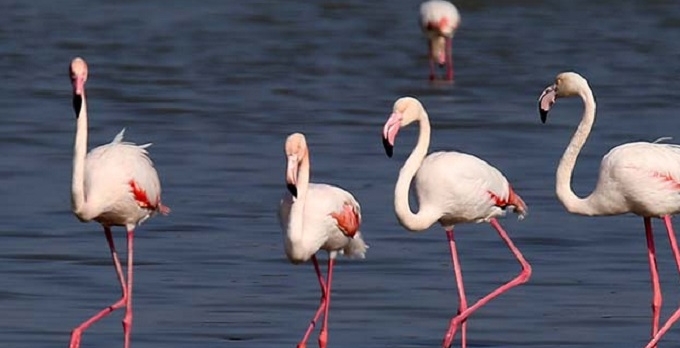 Tuz Gölü ne Flamingo akımı