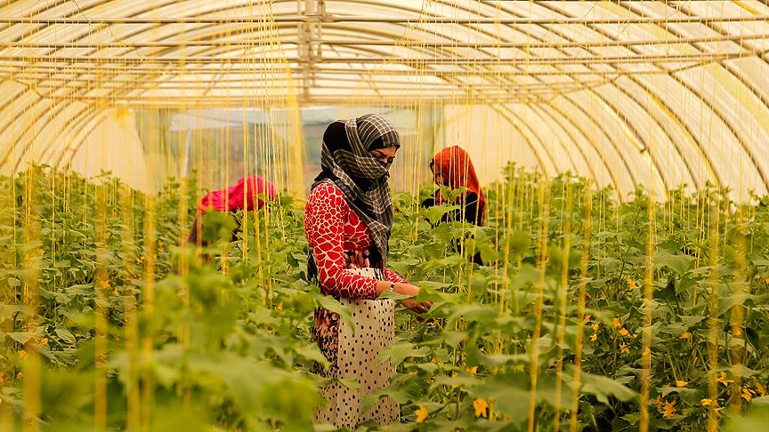 Erbil de göçmen kadınlar için sera açıldı