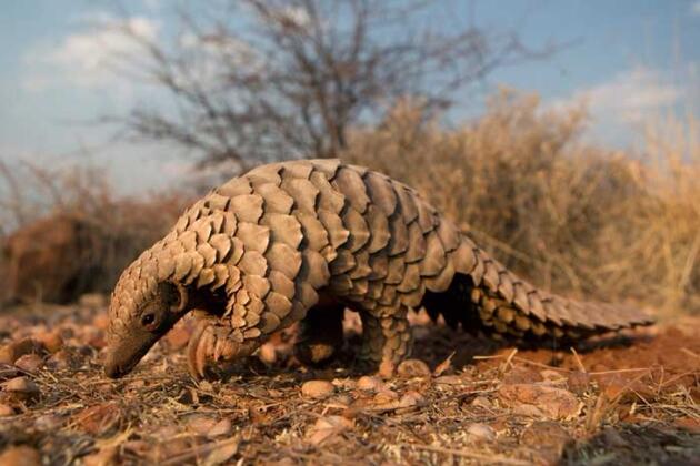 Koronavirüs  pangolinden  bulaşmış!