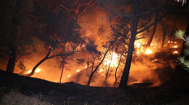 Adana da orman yangını