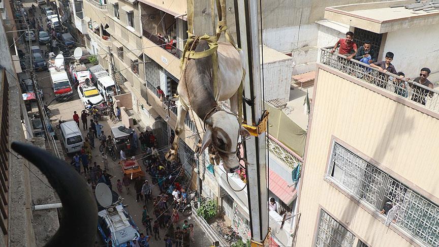 Kurbanlıkları vinçle indirdiler