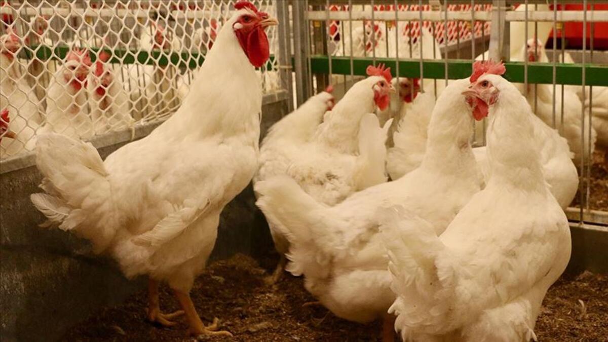 Tavuk eti fiyatlarıyla ilgili açıklama: Üretici isyan etti!