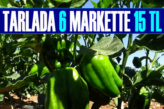 Tarlada 6, markette 15 Lira