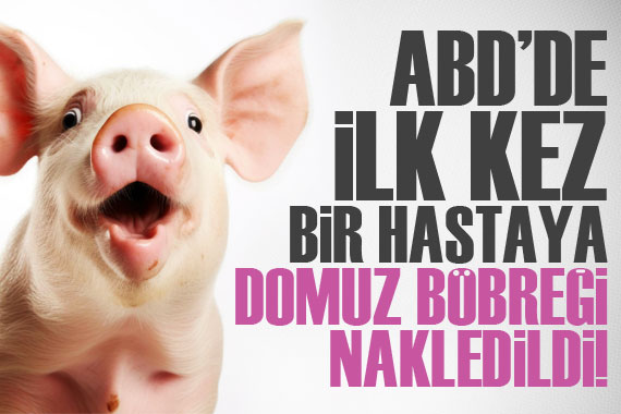 ABD de, ilk defa bir hastaya genetiği değiştirilmiş domuz böbreği nakledildi