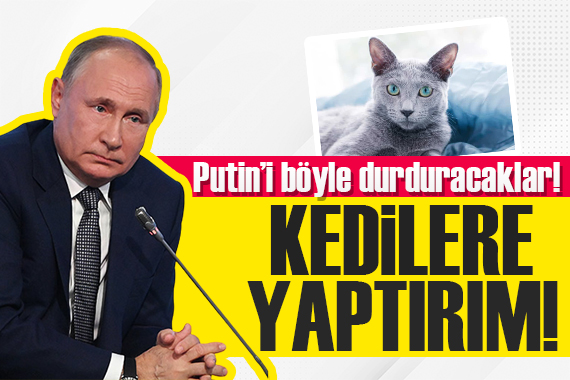 Rus kedilerine de yaptırım geldi