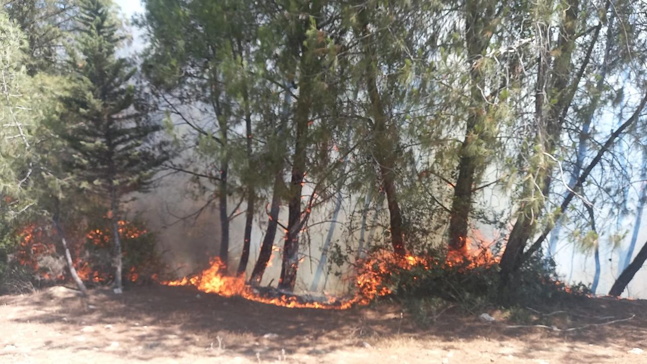 İzmir deki yangında 260 hektar alan zarar gördü