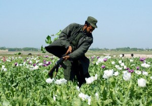 Afganistan da Taliban ın gelir kaynağı uyuşturucu!
