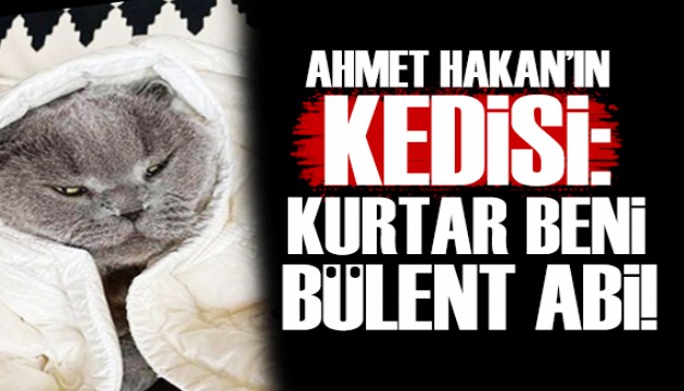 Ahmet Hakan'dan Arınç'a kedisinin dilinden yanıt: Kurtar Beni Bülent Abi!