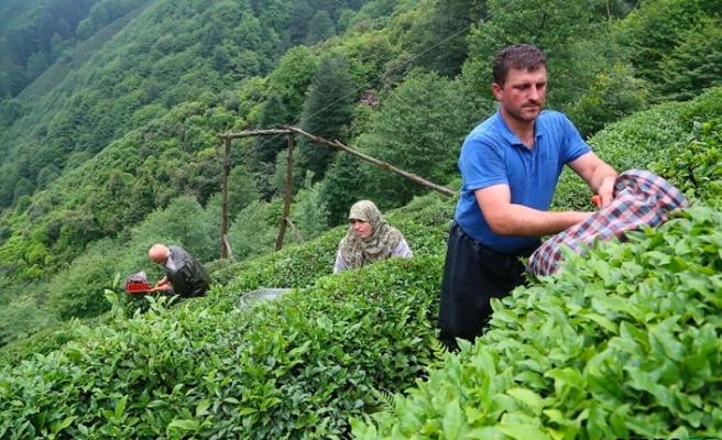 AK Partili Cemal Öztürk: Çay ithal etmek zorunda kalabiliriz