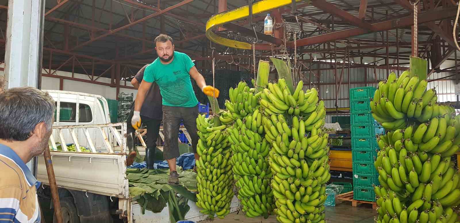 Alanya da beklenti; rekoltenin 150 bin tonu bulması...