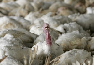 Mısır da kuş gribinden 3 kişi hayatını kaybetti!
