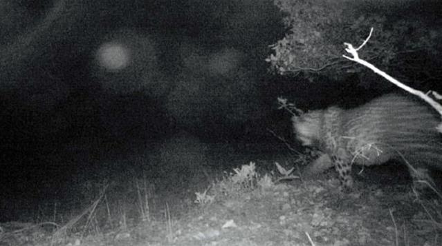 Neslinin tükendiği düşünülüyordu foto kapana yakalandı