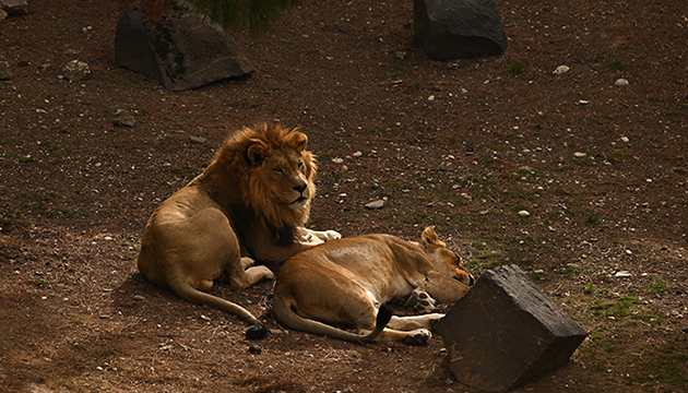 Doğal Yaşam Parkı na ziyaretçi akını