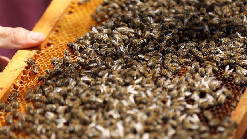 Arı ölümleri araştırılıyor
