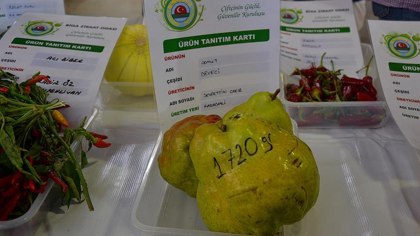 Görenler şaşırdı! Bu armut tam 1 kilo 720 gram!