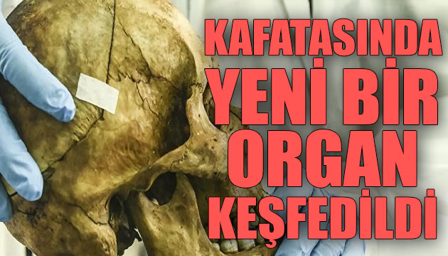 Kafatasında daha önce ne olduğu tanımlanmamış bir organ keşfedildi