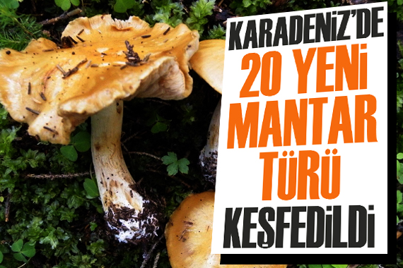 Karadeniz’de 20 yeni mantar türü keşfedildi