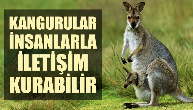 Kangurular insanlarla iletişim kurabilir!