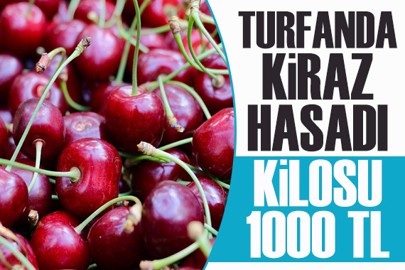 Yılın ilk kiraz hasadı: Kilosu 1000 TL