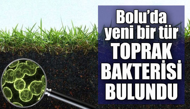 Bolu’da yeni bir tür toprak bakterisinin bulunduğu duyuruldu!