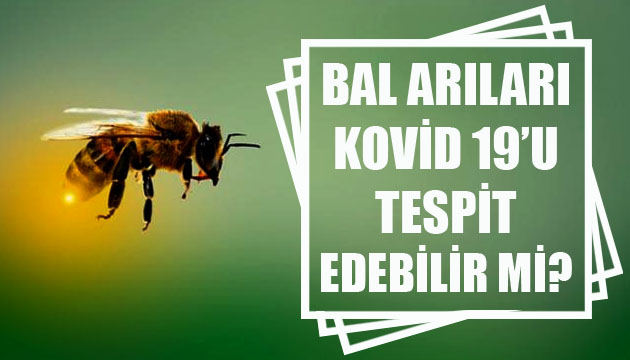 Bal arıları Kovid 19 u tespit edebilir mi?