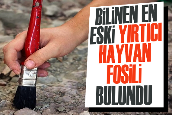 Bilinen en eski yırtıcı hayvan fosili bulundu