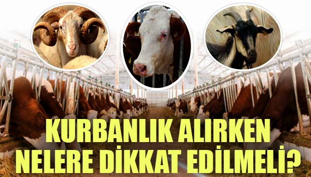 Kurbanlık alırken nelere dikkat edilmeli?