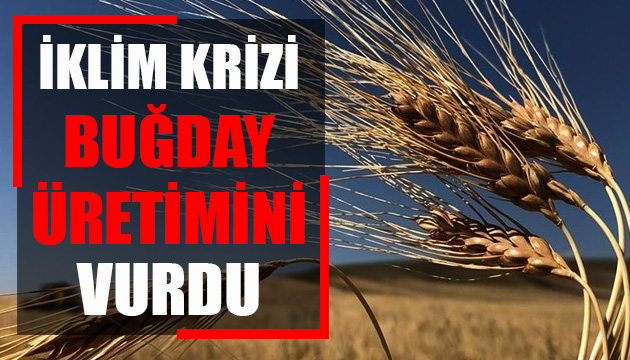 İklim krizi buğday üretimini vurdu!