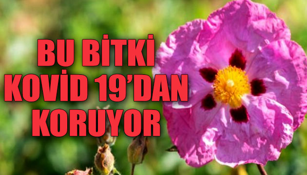 Bu bitki Kovid 19 dan koruyor!