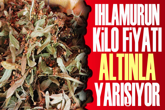 Ihlamurun kilo fiyatı gram altınla yarışıyor